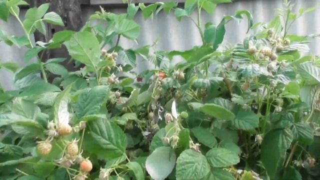 VLOG/ УРА ВОДА/ СТАРАЯ ПРЯЛКА/ ПЕРВАЯ ЗЕМЛЯНИКА смотреть онлайн