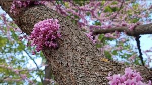Церцис/cercis (Иудино дерево) Медонос.