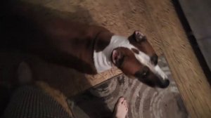 Как обучить щенка команде место