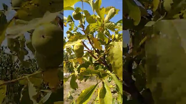 обзор орехового сада перед уборкой урожая смотреть онлайн