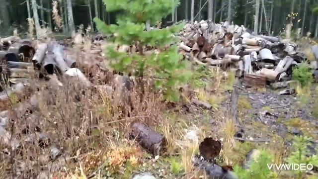 Сбор ягод в Карелии. День 80. Брусника. смотреть онлайн