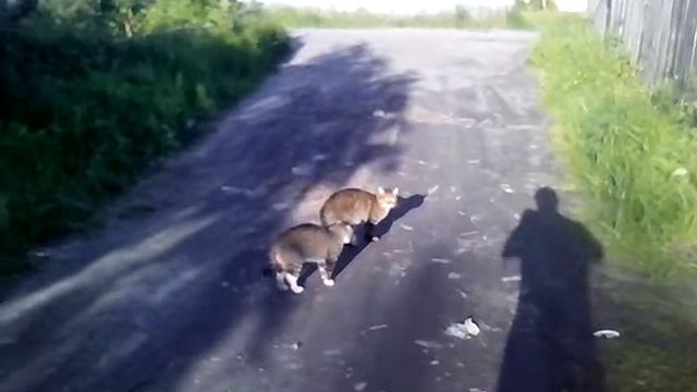 стычка котов в бобровском рейде на улице Сплавщиков смотреть онлайн