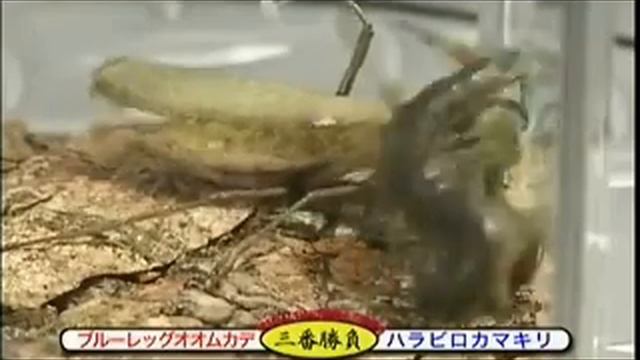 Giant centipede vs mantis. Гигантская сороконожка против богомола смотреть онлайн