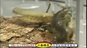 Giant centipede vs mantis. Гигантская сороконожка против богомола