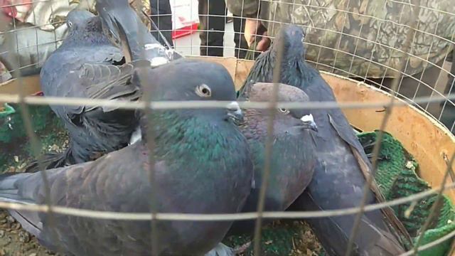 АСНДИЖОН СОЙ КАБУТАР БОЗОР 21 ноябрь 2021 г.@uzbekpigeons@кабутар@kabutar