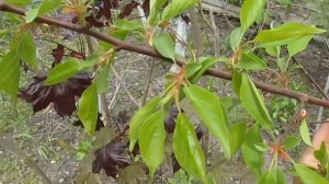 ПОЧЕМУ Я НЕ ОБРАБАТЫВАЮ ХОРУСОМ И СКОРОМ.  Обработки в мае.