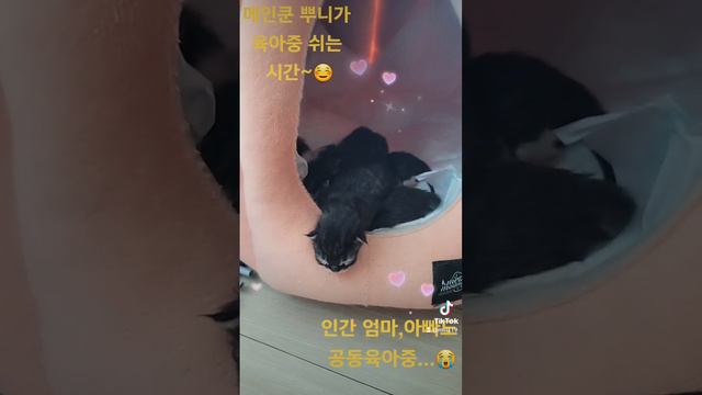 cat#메인쿤 #고양이 #maine #집사 #반려동물 #육아#아기고양이#고양이출산 смотреть онлайн