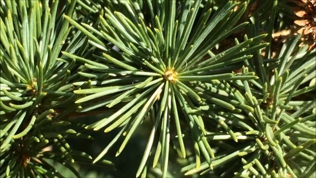 Atlas cedar (Cedrus atlantica) - leaves close up - March 2018 смотреть онлайн