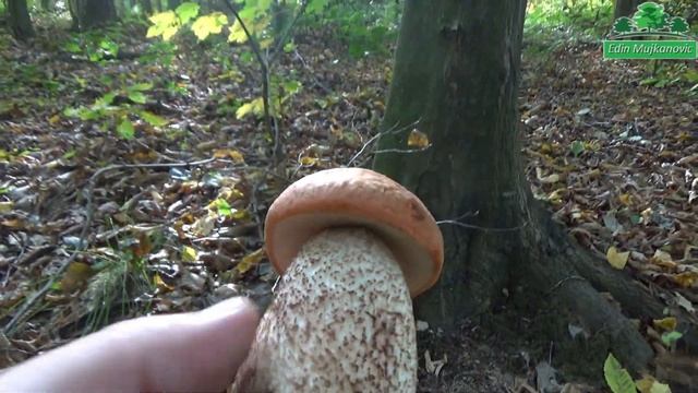 ? Turčin ? Leccinum aurantiacum ? смотреть онлайн