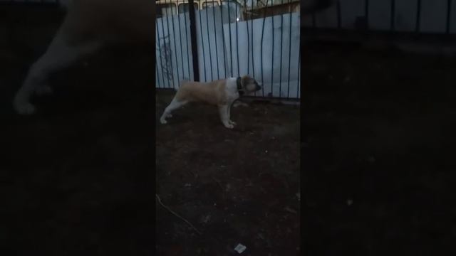 Шенки Алабая работают смотреть онлайн