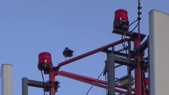 Хороший зум видеокамеры Sony hdr cx330e.(Good zoom of Sony hdr cx330e video camera) смотреть онлайн