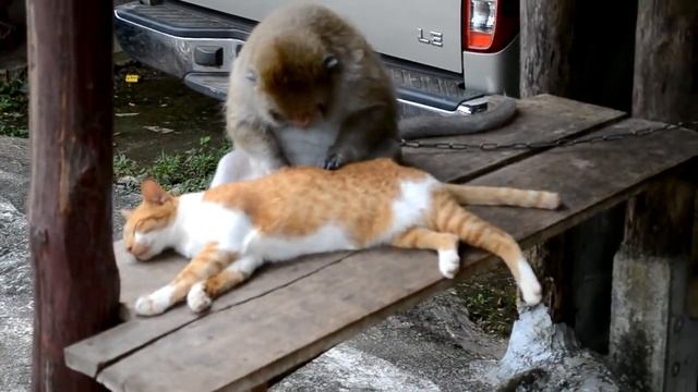 Обезьяна ловит блох у кота смотреть онлайн