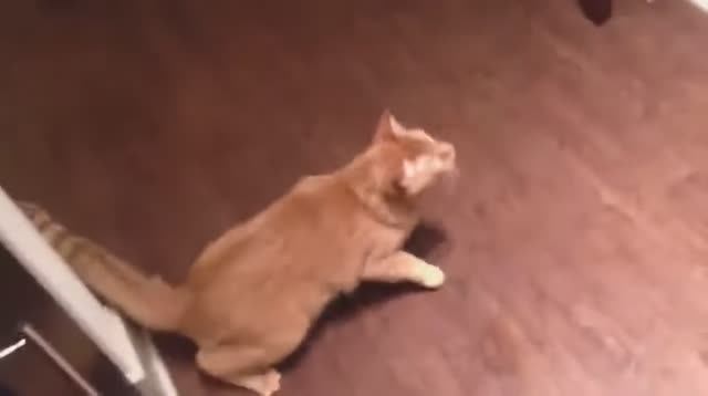 Cat Video   Woa Mew