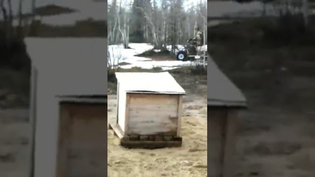 Мотопесик гибрид по кличке АЛЬКОЙ смотреть онлайн