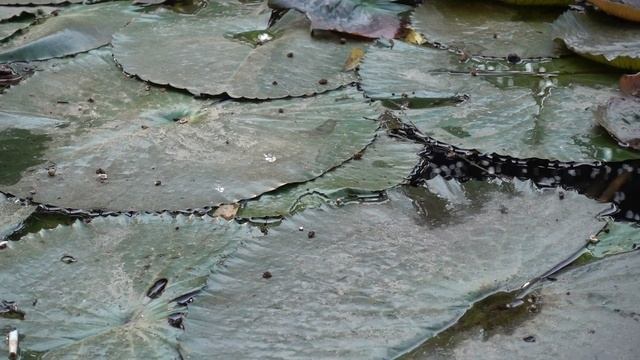 ПОКАЗЫВАЮ КРАСИВЫЕ ТРОПИЧЕСКИЕ ВОДНЫЕ НИМФЕИ, лилии, кувшинки! Где купить кувшинки в пруд? смотреть онлайн