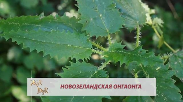 5 СТРАННЫХ и ОПАСНЫХ РАСТЕНИЙ! Часть 2 смотреть онлайн