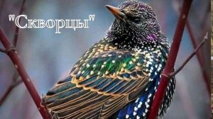 А.И. Куприн - Скворцы.