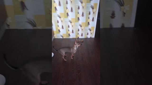 Собака лает на телевизор смотреть онлайн