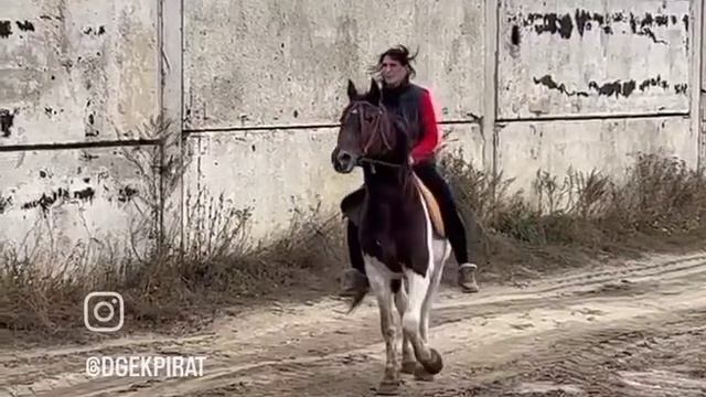 Лошадка Латиф ищет Дом Тел. 89262827082 #лошадиНаУбой смотреть онлайн