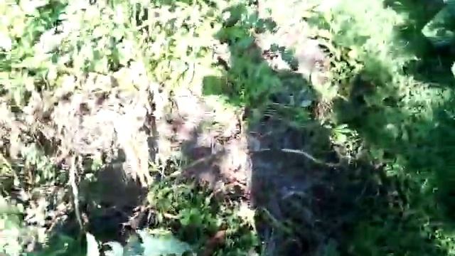 Картофель Аврора и Колобок смотреть онлайн