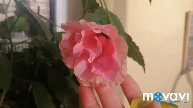 Первый в этом сезоне. Розовый махровый гибискус!!! ????02.06.22 смотреть онлайн