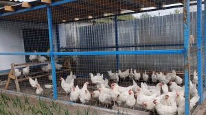 КУРЯТНИК 2021 своими РУКАМИ/ Легко построить самому КУРЯТНИК ДЛЯ НЕСУШЕК