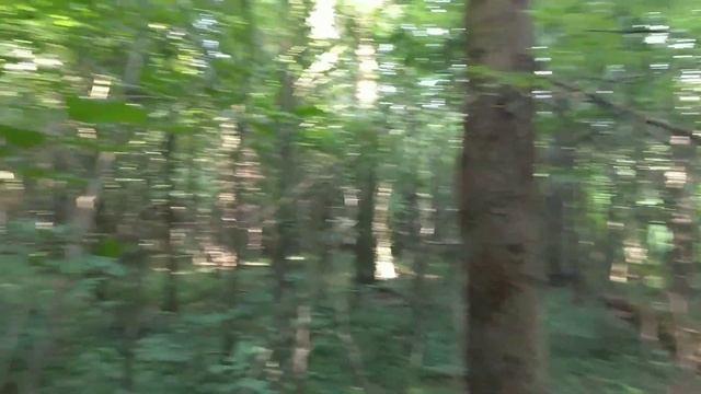 Грибов в лесу мало, но суп из благородных грибов на ужин обеспечен! 07.08.2022г