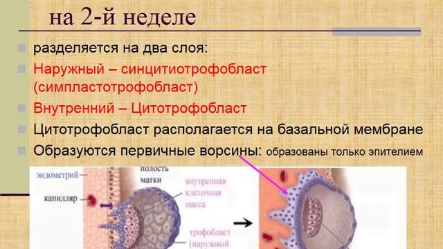 Лекция. Эмбриология. 3. Гаструляция смотреть онлайн