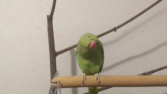 The Life of the Indian Ringed Parrot Charlie/day #38 Жизнь индийского кольчатого попугая Чарли смотреть онлайн