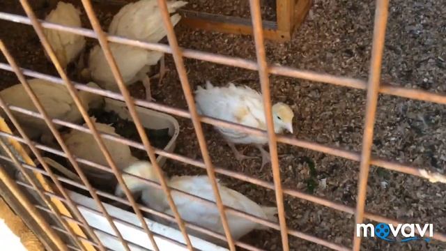 Утро. Планы на день , обзор курятников и индюшатника !