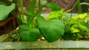 Опыт в аквариуме . Перекись водорода против водорослей.