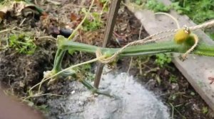 корневая гниль огурцов. методы борьбы.увядание огурцов.