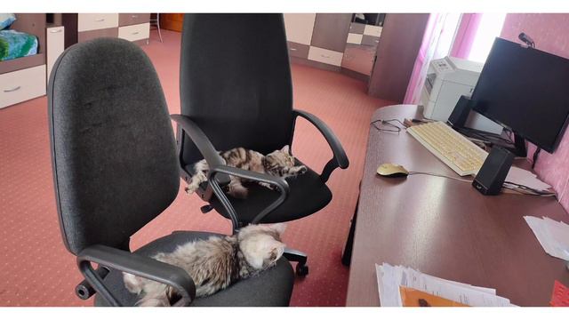 рабочий день😸#котята#кошачьяжизнь#кошкиприколы#кошкивидео смотреть онлайн