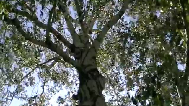 Берёза! смотреть онлайн