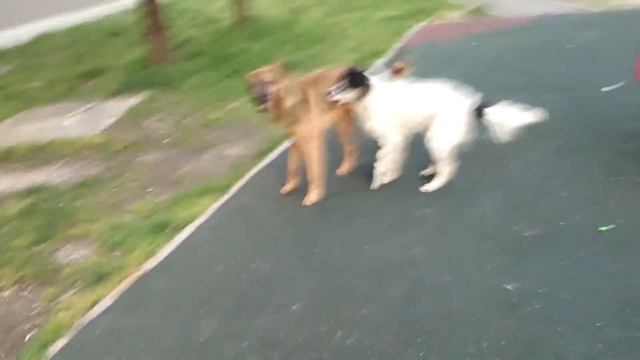 Спаривание смотреть онлайн