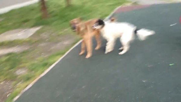 Спаривание