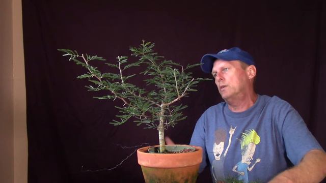 Sweet Acacia Bonsai Tree. Vachellia farnesiana, also known as Acacia farnesiana pruned смотреть онлайн