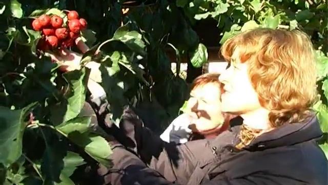 Боярышник. Тетянина садиба