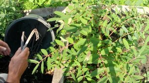 Как размножить жимолость. Размножение жимолости от куста прикорневой порослью или отводками.