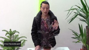 Кордилина уход в домашних условиях / Cordyline