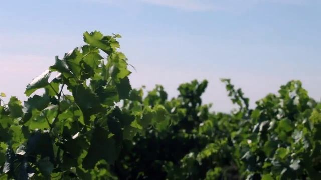 Châteauneuf-du-Pape - Création Vertige Design смотреть онлайн
