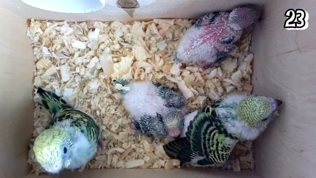 Первые 30 + дней жизни волнистого попугая смотреть онлайн