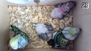 Первые 30 + дней жизни волнистого попугая