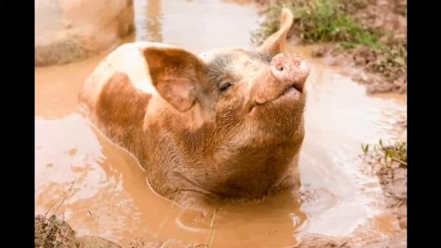 Домашние животные - свинья. смотреть онлайн