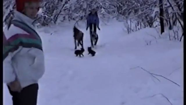 Русский той - прогулка в лесу смотреть онлайн