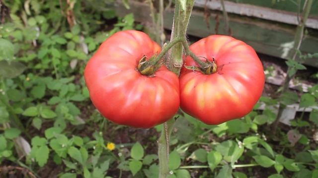 Сорт -"ROSE DE SUCEAVA". Томаты от Фёдора. смотреть онлайн