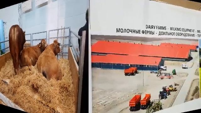 мясные и молочные фермы под ключ