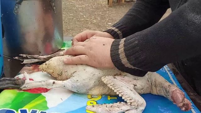 почему я не хочу держать черных уток? смотреть онлайн