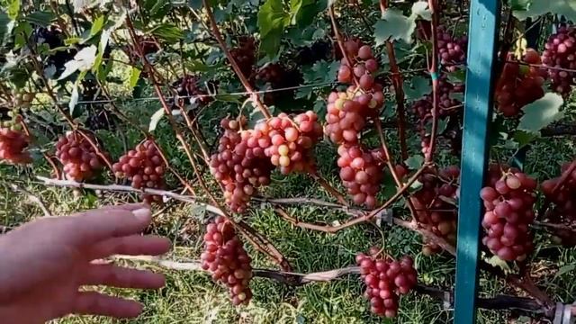 @Виноград Гурман ранний  Вкусный, крупный, хороший виноград