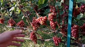 @Виноград Гурман ранний  Вкусный, крупный, хороший виноград